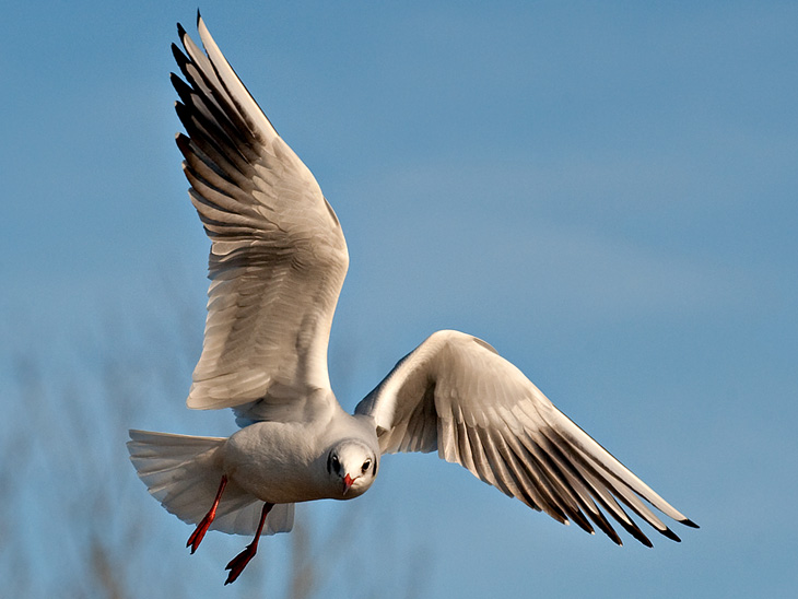 Black-headed Gull